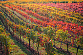 Lambrusco-Weinberge in Castelvetro di Modena. Castelvetro di Modena, Provinz Modena, Emilia Romagna, Italien.