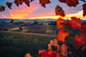 Lambrusco-Weinberge in Castelvetro di Modena. Castelvetro di Modena, Provinz Modena, Emilia Romagna, Italien.