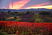 Lambrusco vineyards in Castelvetro di Modena. Castelvetro di Modena, Modena province, Emilia Romagna, Italy.