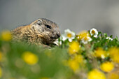 Stilfserjoch-Nationalpark,Lombardei,Italien. Alpenmurmeltier, marmota marmota