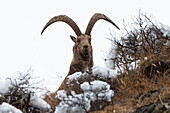 Nationalpark Stilfser Joch, Lombardei, Italien. Steinbock