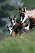 Chamois Rupicapra rupicapra. Trentino-Alto Adige, Italy