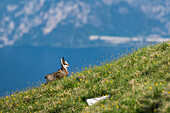 Chamois Rupicapra rupicapra. Trentino-Alto Adige, Italy