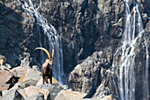 Ghiacciaio Fellaria, Valmalenco,Lombardei,Italien. Steinbock