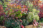 Hortensie und Garten-Wolfsmilch im Herbstbeet