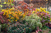 Herbstlich gefärbtes Gartenbeet