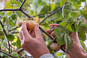 Harvesting Andean berry (Physalis peruviana) or Cape gooseberry