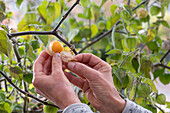Harvesting Cape gooseberry (Physalis peruviana)
