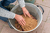 Süßkartoffel zum Einwintern in Sand einschlagen