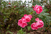 Strauchrose 'Centenaire de Lourdes' (Rosa) in Herbstgarten