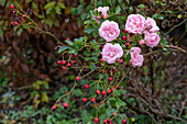 Rosenbäumchen (Rosa) und Hagebutten in herbstlichem Garten