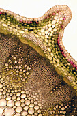 Pennycress stalk, light micrograph
