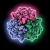 Noumeavirus NMV_189 protein, molecular model