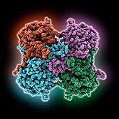 Bile salt hydrolase, molecular model