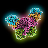 Visna-maedi virus infectivity factor, molecular model