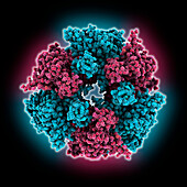 Human DNA helicase MCM8-MCM9 complex, molecular model