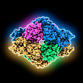 Nanobody aSA3 complexed with SARS-CoV-1, molecular model