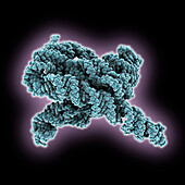 Misfolded RNA from tetrahymena ribozyme, molecular model
