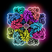 A-carboxysome RuBisCo enzyme, molecular model