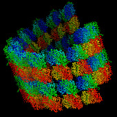 Microtubule with tubulin oligomers, molecular model