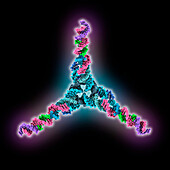 Self-assembled 3D tensegrity triangle, molecular model