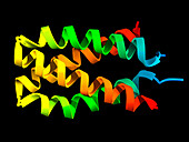 Rabies virus P3 dimerization domain, molecular model