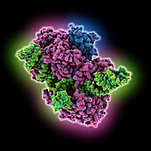 Anti-CRISPR protein AcrII complex, molecular model