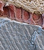 Developing tooth, SEM