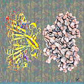 Cytochrome c prime molecule, illustration