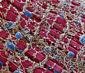 Muscle fibre, SEM