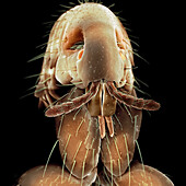 Dog flea, SEM