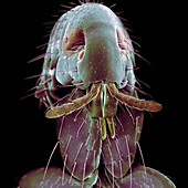 Dog flea, SEM