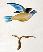Turtle dove, illustration