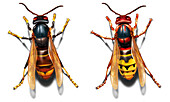Asian and European hornets, illustration