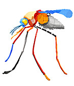 Malaria, conceptual illustration