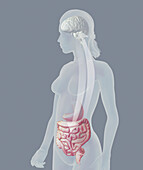 Gut brain connection, illustration