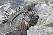 Galapagos marine iguana with lava lizard
