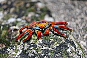 Sally lightfoot crab