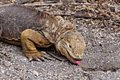 Galapagos land iguana feeding
