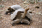 Pair of Galapagos giant tortoises