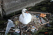 Swan nesting with plastics