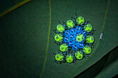 UV fluorescence of newly hatched stink bugs