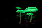 Bioluminescent fungus