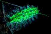 UV fluorescence of a slug caterpillar