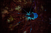 UV fluorescence of a harvestman