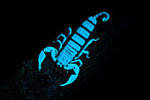 UV fluorescence of a dwarf wood scorpion