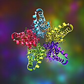 Bestrophin-1 protein molecule, illustration