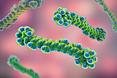 Molecular model of beta-carotene, illustration