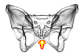 Anatomy of the coccyx bone, illustration