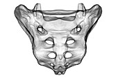 Sacrum bone, illustration